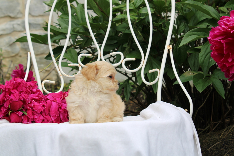 puppy, for, sale, Maltipoo, Matthew B. Stoltzfus, dog, breeder, Gap, PA, dog-breeder, puppy-for-sale, forsale, nearby, find, puppyfind, locator, puppylocator, aca
